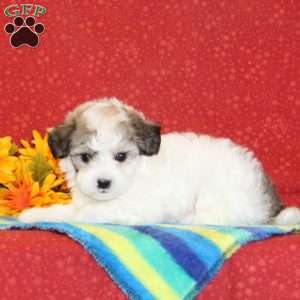 Randy, Maltipoo Puppy